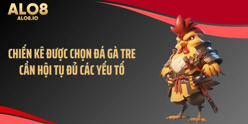 Chiến kê được chọn đá gà tre cần hội tụ đủ các yếu tố