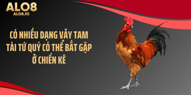 Có nhiều dạng vảy tam tài tứ quý có thể bắt gặp ở chiến kê