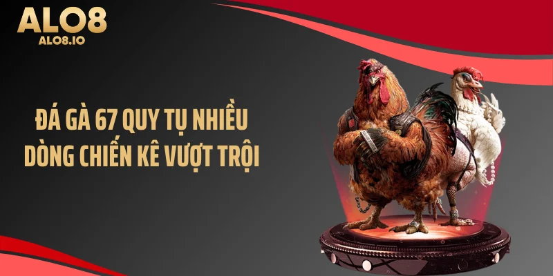 Đá gà 67 quy tụ nhiều dòng chiến kê vượt trội
