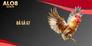 Đá gà 67 tại ALo8