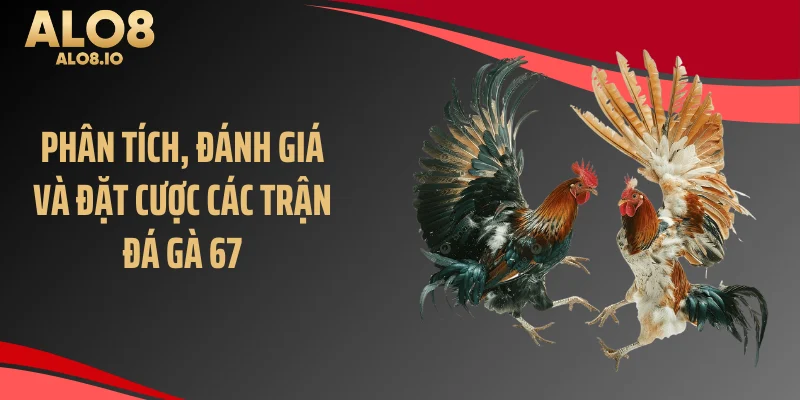 Phân tích, đánh giá và đặt cược các trận đá gà 67