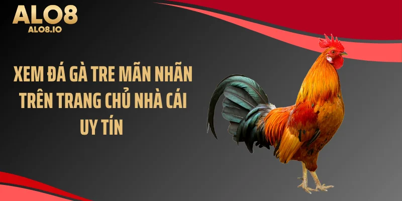 Xem đá gà tre mãn nhãn trên trang chủ nhà cái uy tín